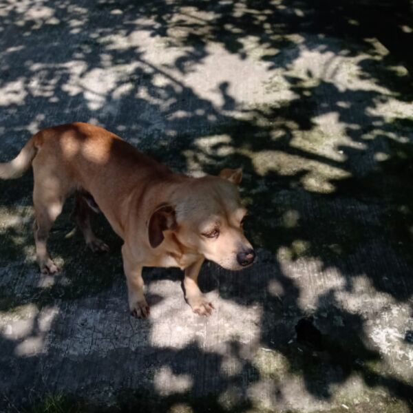 cartel de perro perdido