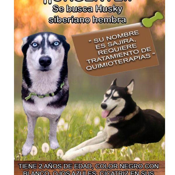 cartel de perro perdido