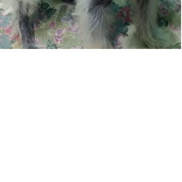 cartel de perro perdido