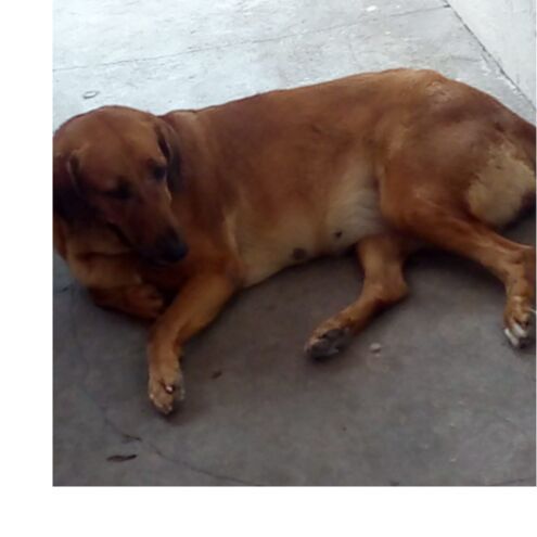 cartel de perro perdido