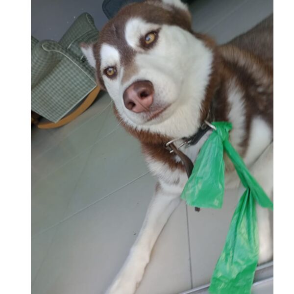 cartel de perro perdido