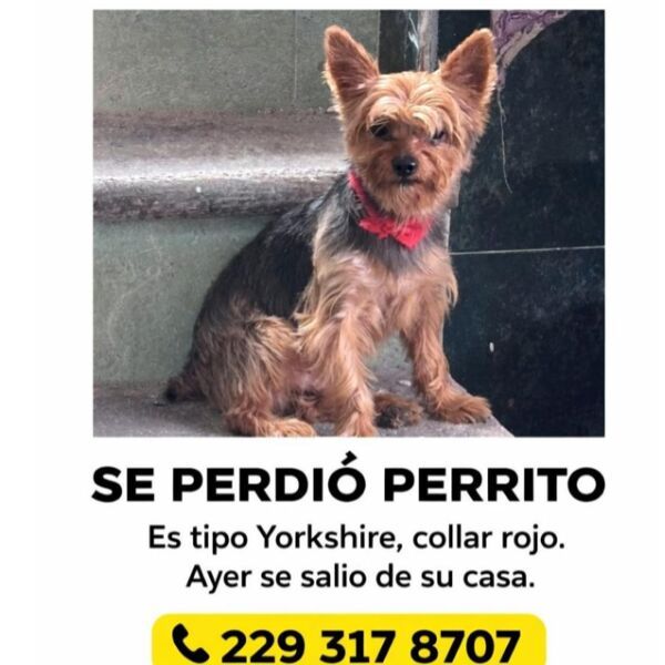 cartel de perro perdido