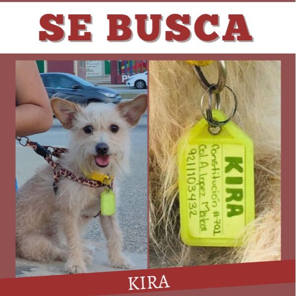 cartel de perro perdido