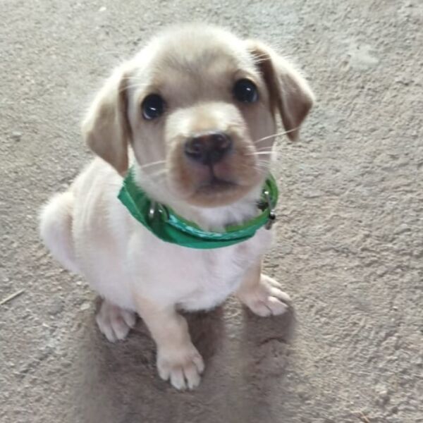 cartel de perro perdido