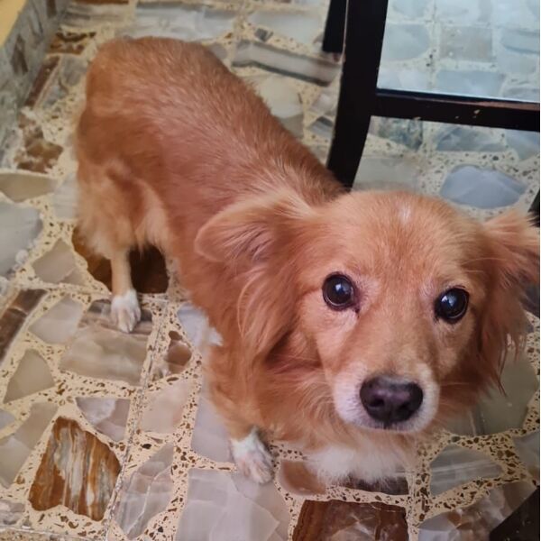 cartel de perro perdido