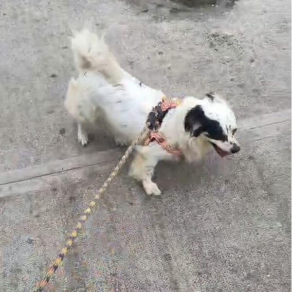 cartel de perro perdido