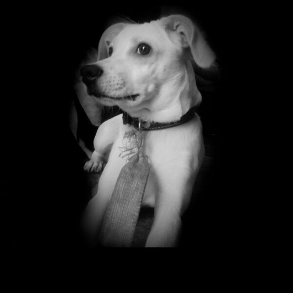 cartel de perro perdido