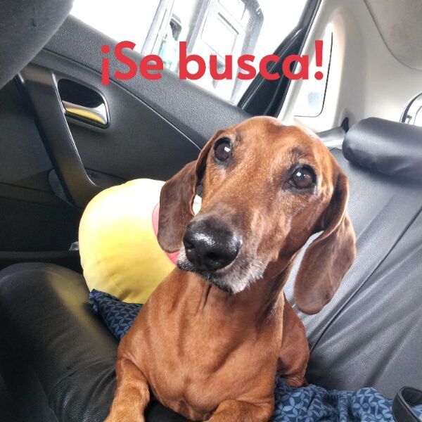 cartel de perro perdido