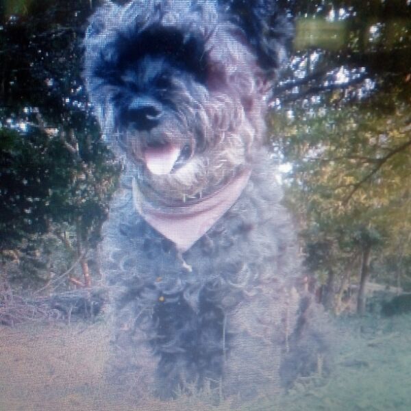 cartel de perro perdido