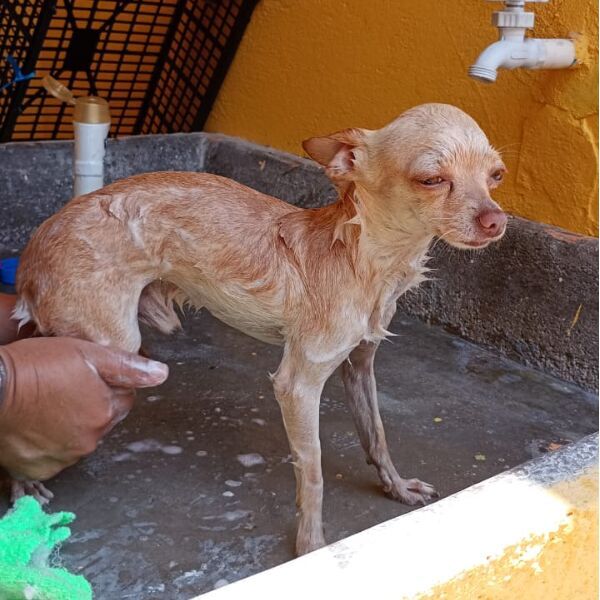 cartel de perro perdido