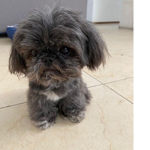 cartel de perro perdido