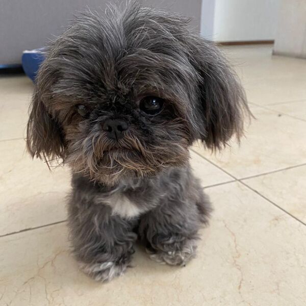 cartel de perro perdido