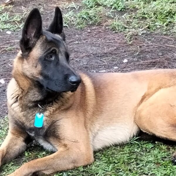 cartel de perro perdido