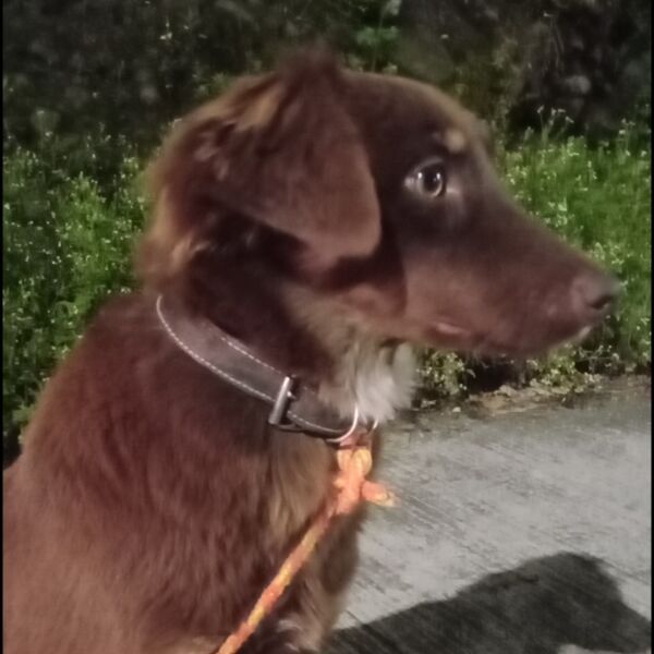 cartel de perro perdido