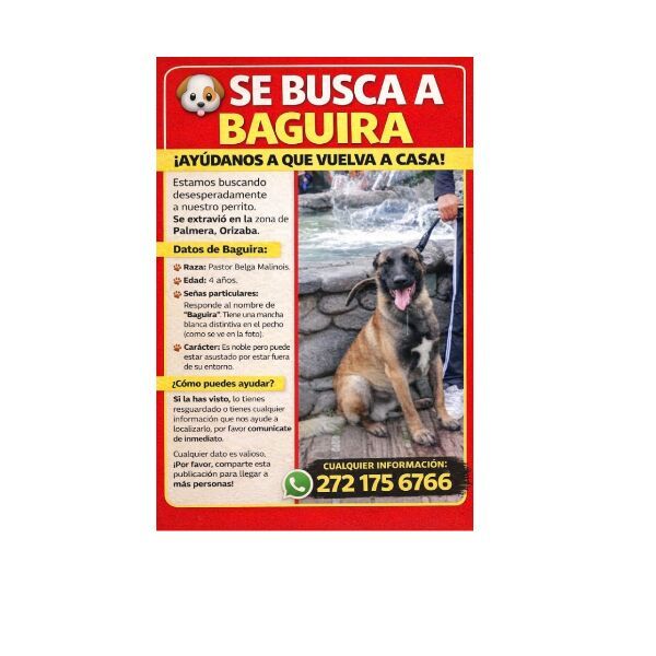 cartel de perro perdido