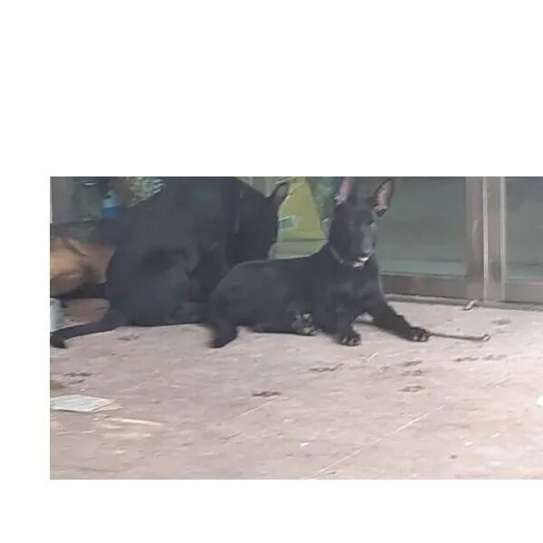 cartel de perro perdido