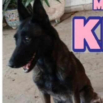 cartel de perro perdido