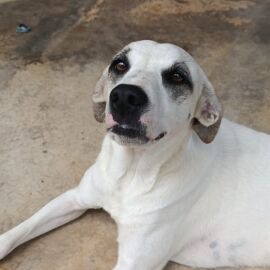 cartel de perro perdido