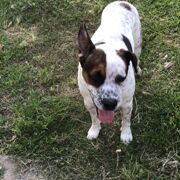 cartel de perro perdido