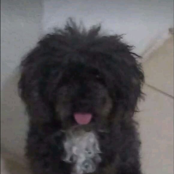 cartel de perro perdido