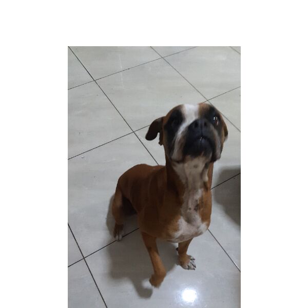 cartel de perro perdido