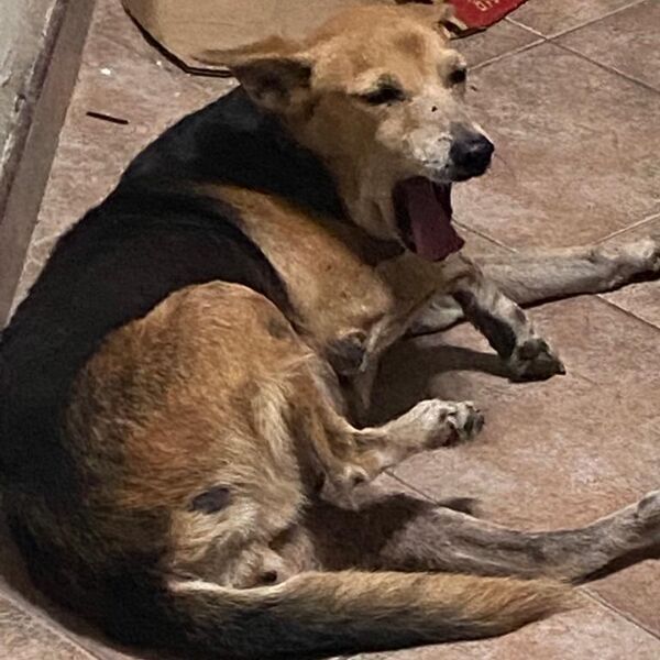 cartel de perro perdido