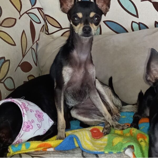 cartel de perro perdido