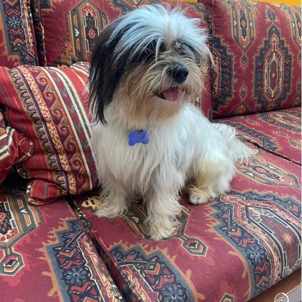 cartel de perro perdido