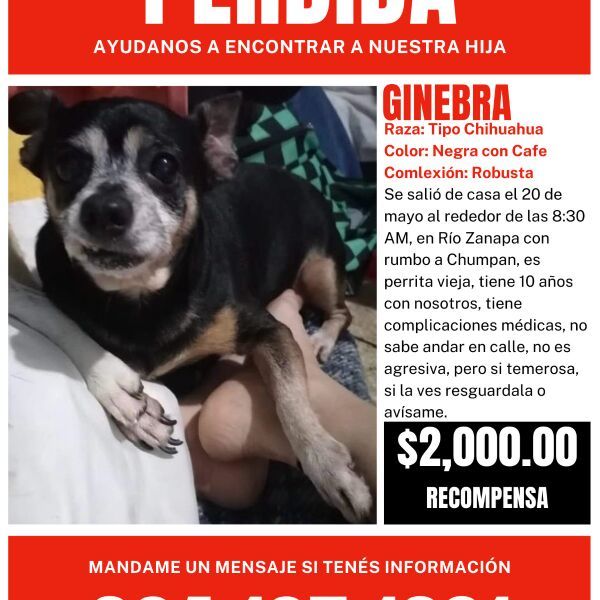 cartel de perro perdido