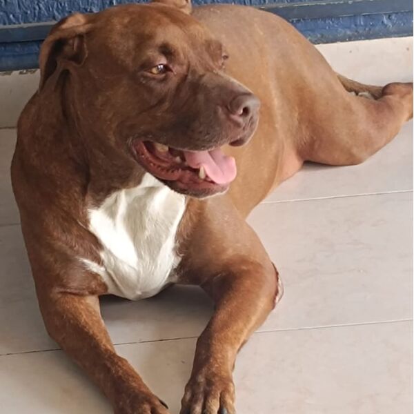 cartel de perro perdido