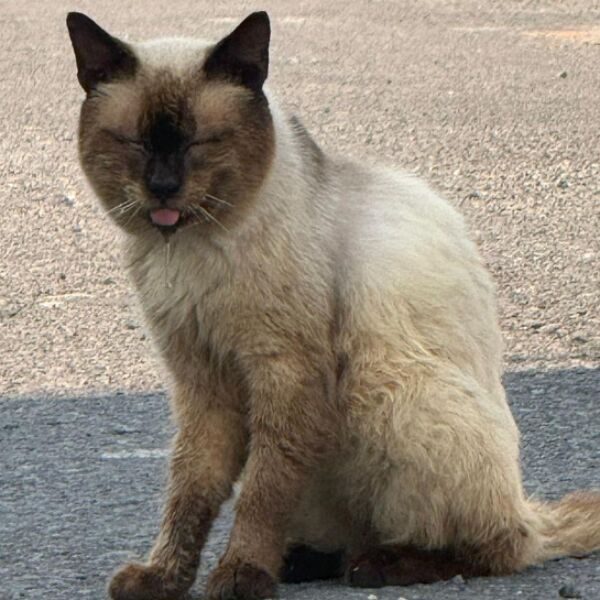 cartel de perro perdido