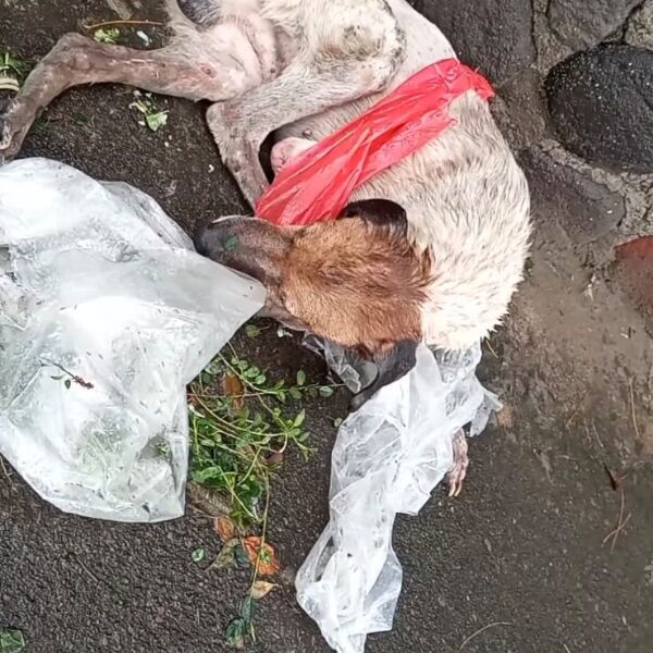 cartel de perro perdido