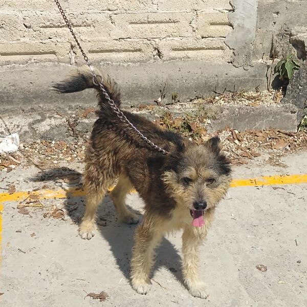 cartel de perro perdido