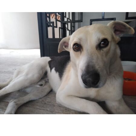 cartel de perro perdido