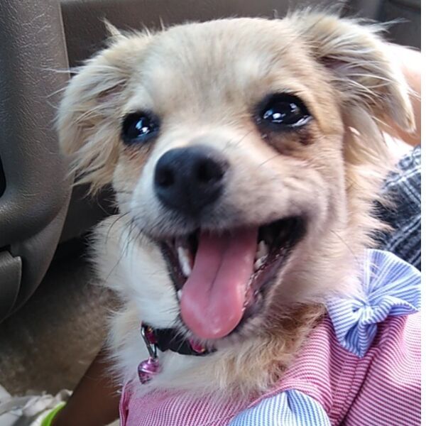 cartel de perro perdido