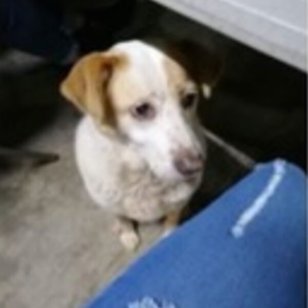 cartel de perro perdido