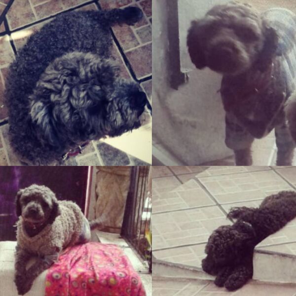 cartel de perro perdido