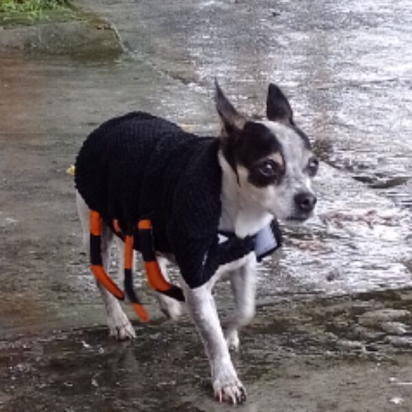 cartel de perro perdido