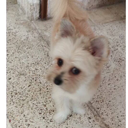 cartel de perro perdido