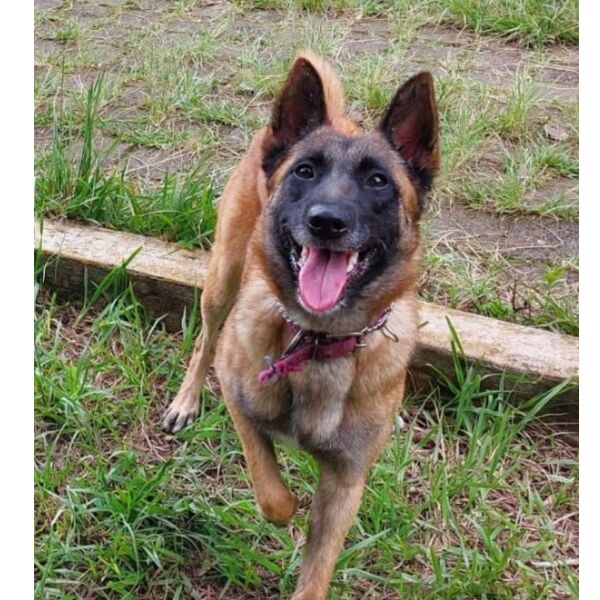 cartel de perro perdido