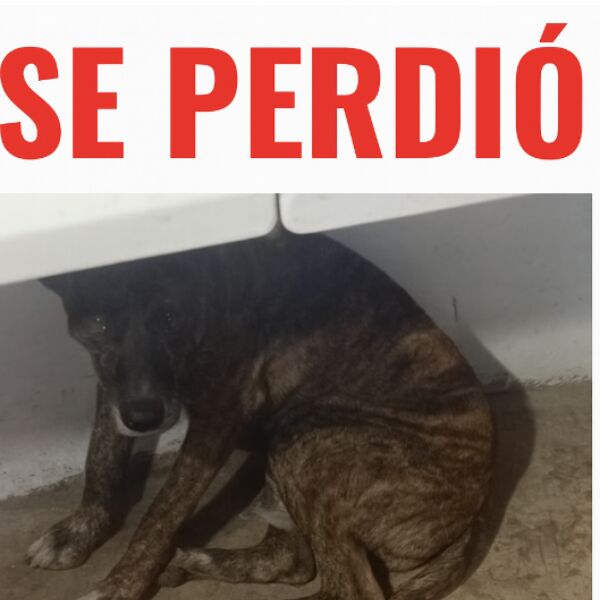 cartel de perro perdido