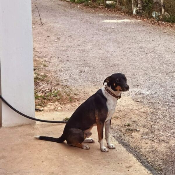 cartel de perro perdido