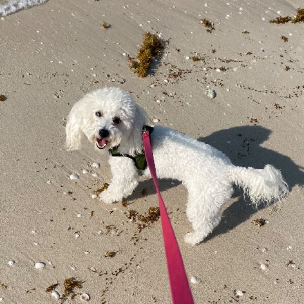 cartel de perro perdido