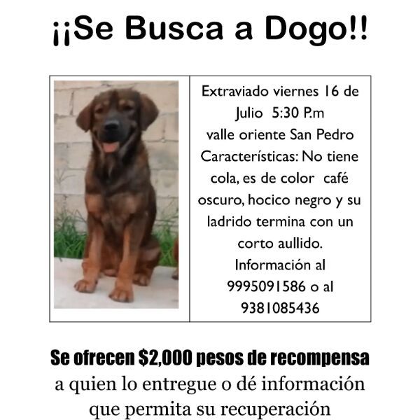cartel de perro perdido