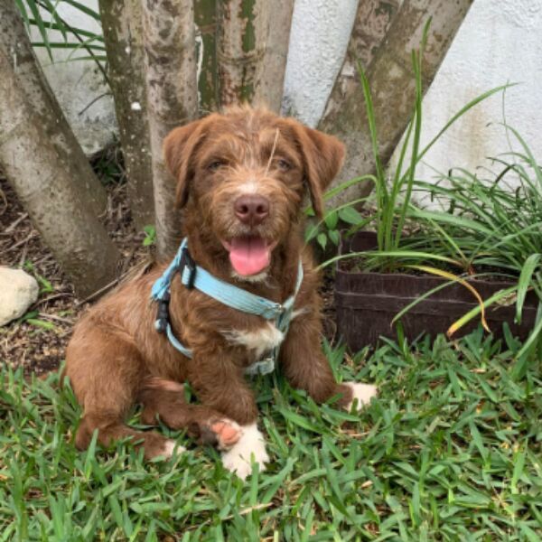 cartel de perro perdido