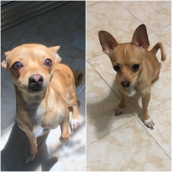 cartel de perro perdido