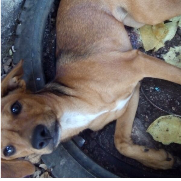 cartel de perro perdido