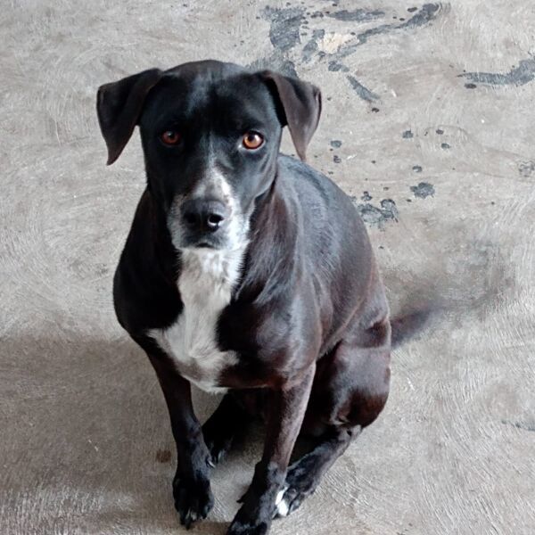 cartel de perro perdido