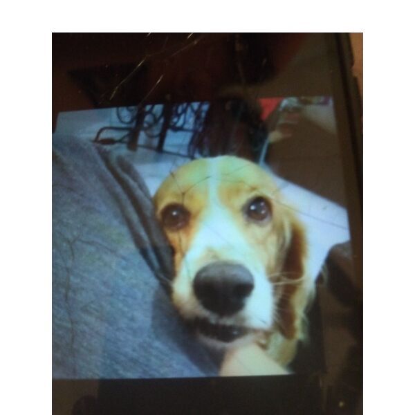 cartel de perro perdido