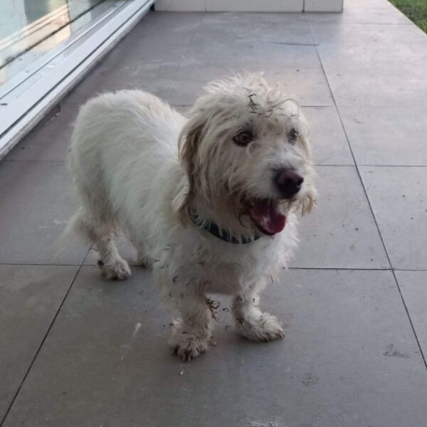 cartel de perro perdido